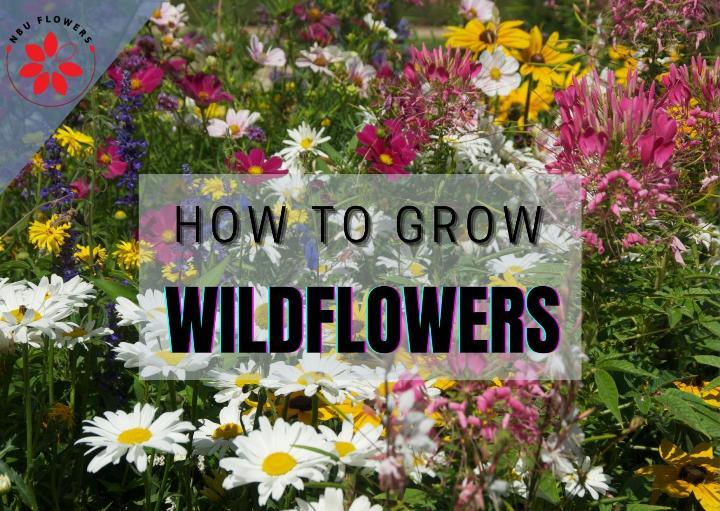 Grow Wildflowers