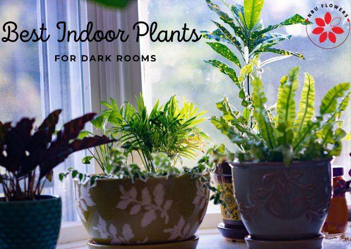 BEST INDOOR PLANTS FOR DARK ROOMS