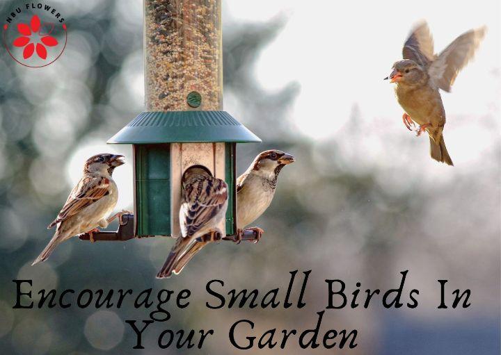 Small Birds In Your Garden