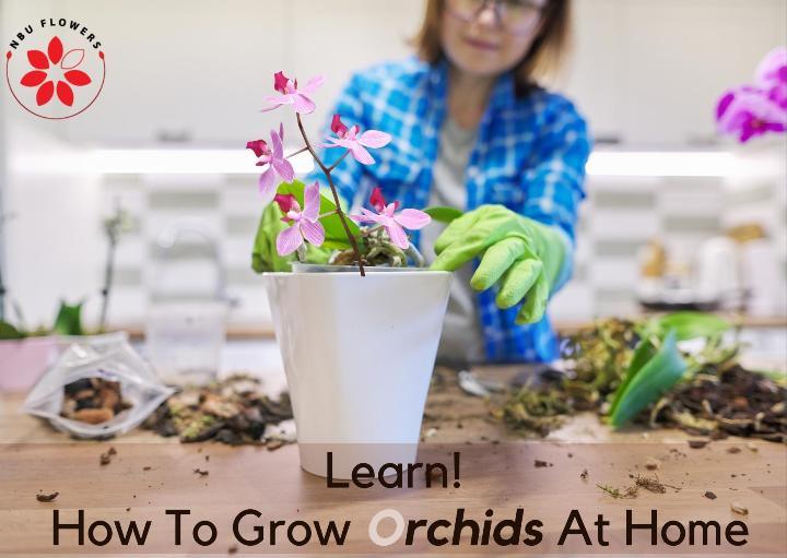 HOW TO GROW ORCHIDS