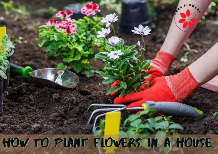 How to Plant Flowers