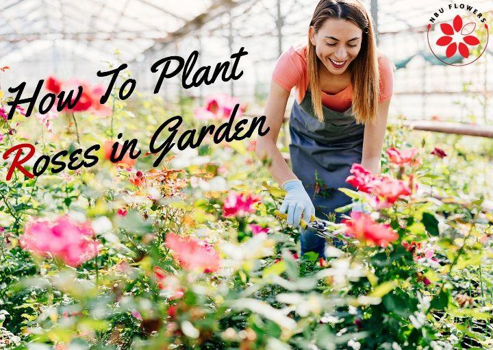 how to plant roses