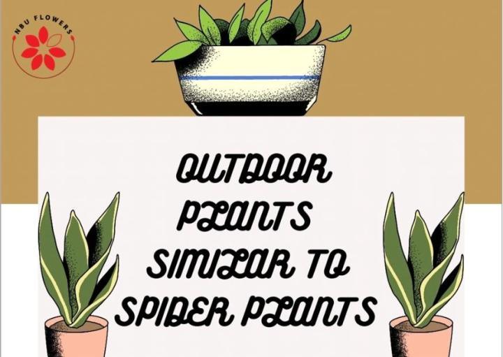 outdoor spider plant