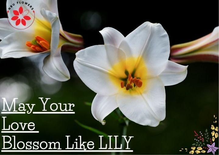 Lilies How to grow, Plant, and Care Lily Flowers NbuFlowers