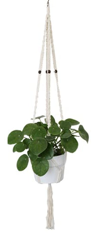 Costa Farms Chinese Money Gift Pilea Peperomioides, Sharing Indoor Plant, 14-Inches Tall, White - NbuFlowers