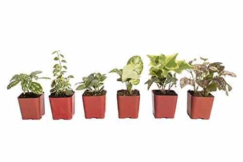 Shop Succulents | Soft Hue Collection Assortment of Hand Selected, Fully Rooted Live Indoor Pastel Tone House Plants, 6-Pack, Mix - NbuFlowers