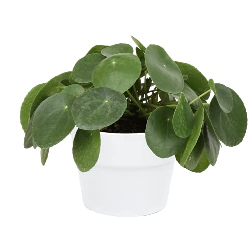Costa Farms Chinese Money Gift Pilea Peperomioides, Sharing Indoor Plant, 14-Inches Tall, White - NbuFlowers