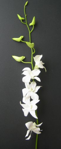 Fresh Flowers - Just Orchids White Dendrobium - NbuFlowers