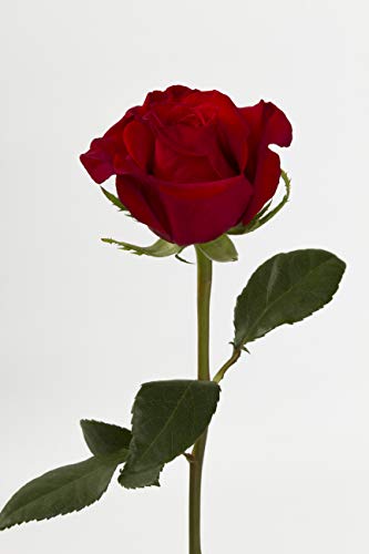 Flower Delivery Service BloomsyBox- 24 Long Stem Red Roses Hand-tied Bouquet -No Vase - NbuFlowers