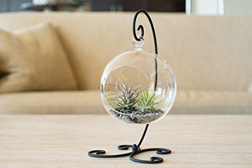 Air Plant Terrarium Kit with 2 Tillandsia Air Plants, Black and Silver Rocks and Black Metal Stand / 5" Round Glass - NbuFlowers