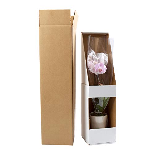 Color Orchids Live Blooming Double Stem Phalaenopsis Orchid Plant in Ceramic Pot, 15"-20" Tall, White Blooms - NbuFlowers