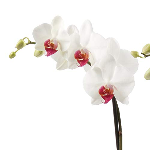 Color Orchids Live Blooming Double Stem Phalaenopsis Orchid Plant in Ceramic Pot, 20"- 24" Tall, White Red Lip Blooms - NbuFlowers