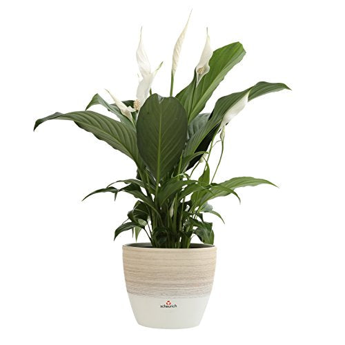 Costa Farms Spathiphyllum Peace Lily Live Indoor Plant in Premium Scheurich Ceramic Planter, 15-Inch, Gift - NbuFlowers