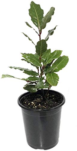 Laurus nobilis - 'Bay Leaf Tree' - Bay Laurel or Sweet Bay - Live Plant - NbuFlowers