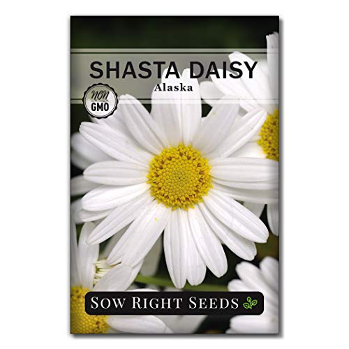 Sow Right Seeds - Shasta Daisy Flower Seeds for Planting, Beautiful Flowers to Plant in Your Garden; Non-GMO Heirloom Seeds; Wonderful Gardening Gifts (1) - NbuFlowers