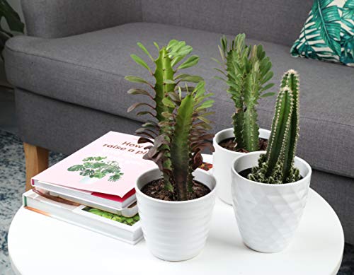 live Indoor Cactus Plants