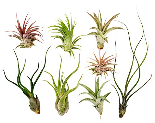 8 pc Air Plants Assorted Variety by Bliss Gardens - Great Air Cleaning Indoor Plants, DIY Terrariums, Home Decor - 2 to 6 inch Plants - NbuFlowers