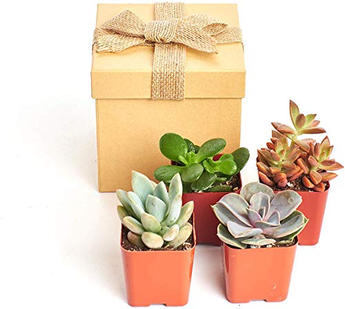 Shop Succulents | Unique Collection | Assortment of Hand Selected, Fully Rooted Live Indoor Succulent Plants in a Gift Box, 4-Pack Set - NbuFlowers