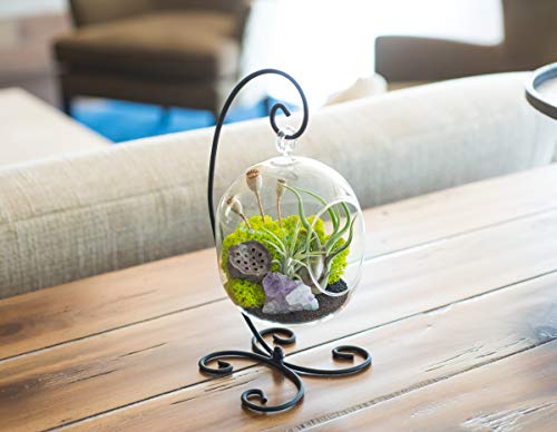 Bliss Gardens Air Plant Terrarium Kit with Amethyst - 6" Oval Glass with Black Stand - Midnight Forest - NbuFlowers