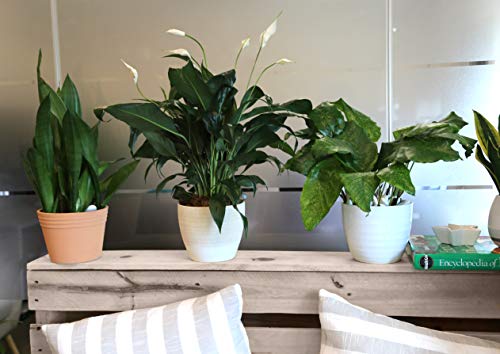 Costa Farms Spathiphyllum Peace Lily Live Indoor Plant in Premium Scheurich Ceramic Planter, 15-Inch, Gift - NbuFlowers