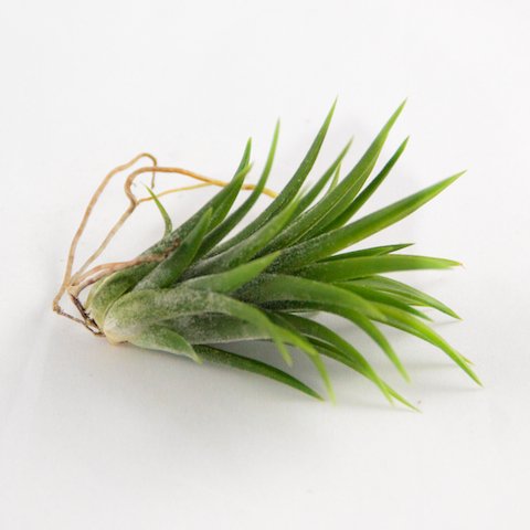 Air Plants - Ionantha Mexican - Set of 5 Air Plants - Colors Vary Throughout The Year - Fast Shipping - Tillandsia House Plants - Includes PDF E-Book By Jody James - NbuFlowers