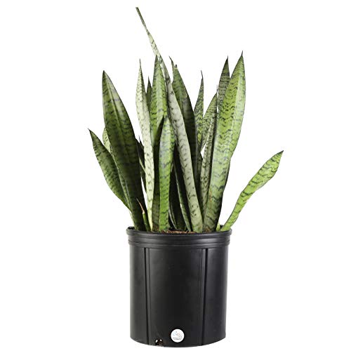 Costa Farms Snake Plant, Sansevieria zeylanica, Live Indoor Plant, 2 to 3-Feet Tall, Ships in Grow Pot, Fresh From Our Farm, Excellent Gift - NbuFlowers