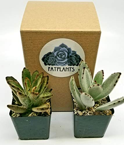 Fat Plants San Diego Miniature Living Succulent Plants in Plastic Planter Pots with Soil - NbuFlowers