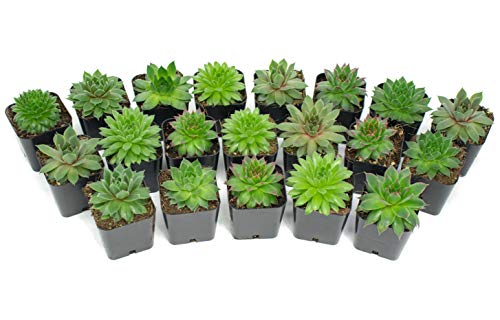 Succulent Plants | 5 Sempervivum Succulents | Rooted in Planter Pots with Soil | Real Live Indoor Plants | Gifts or Room Decor by Plants for Pets - NbuFlowers