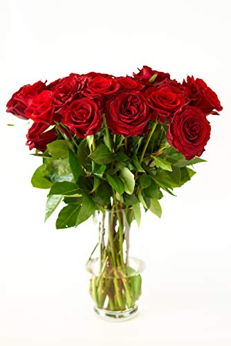 Red Roses Flower Bouquet - 12 Red Roses Long Stem - 1 Dozen Roses - Beautiful Red Roses Delivery - Luxury & Fresh Roses - Birthday & Anniversary Roses - Any Occasion (No Vase) (12 Roses) - NbuFlowers