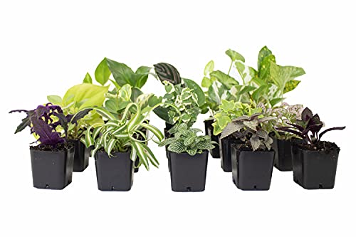 Shop Succulents | Unique Collection | Assortment of Hand Selected, Fully Rooted Live Indoor Succulent Plants, 16-Pack - NbuFlowers
