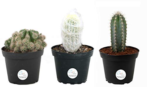Indoor Cactus Plants
