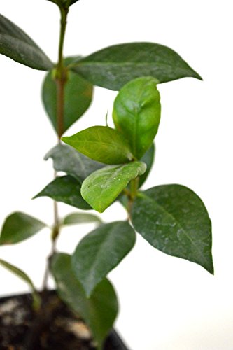 Confederate Jasmine,Perfect Plants Confederate Jasmine,Highly Fragrant
