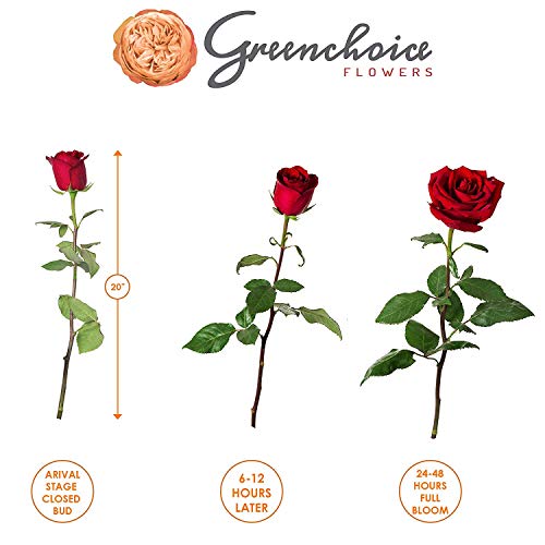 Greenchoice Flowers - 24 ( 2 Dozen ) Premium Red Fresh Roses with 20 inch Long Stem Farm Fresh Flowers Beautiful Red Rose Flower Cut Per Order Direct from Farm Long Lasting… - NbuFlowers