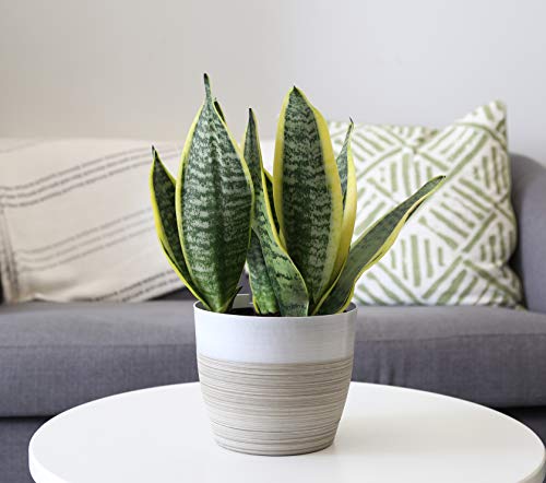 Costa Farms Snake, Sansevieria White-Natural Decor Planter Live Indoor Plant, 12-Inch Tall, Grower's Choice, Green, Yellow - NbuFlowers