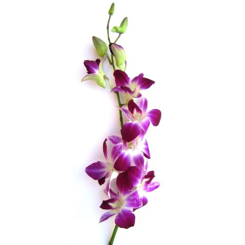 Fresh Flowers - Purple Dendrobium Orchids - NbuFlowers