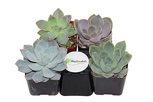 Shop Succulents | Radiant Rosette Collection | Assortment of Hand Selected, Fully Rooted Live Indoor Rose-Shaped Succulent Plants, 4-Pack - NbuFlowers