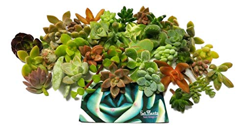 Fat Plants San Diego Miniature Fairy Garden Succulent Cuttings (25) - NbuFlowers
