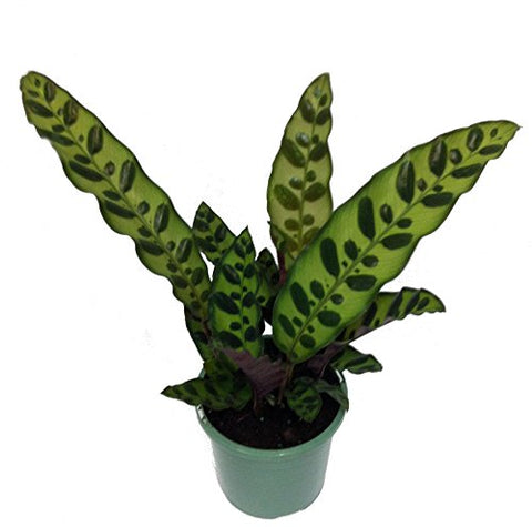 Rattlesnake Plant - Calathea lancifolia - Easy House Plant - 4" Pot - NbuFlowers