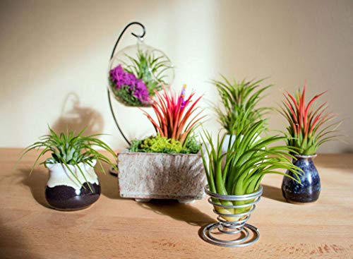 50 Air Plants Bulk | Live Tillandsia Plant Lot | Bulk Wedding Favors | DIY Party Gift | Air Succulents Set | Box Wholesale Lots by Plants for Pets - NbuFlowers