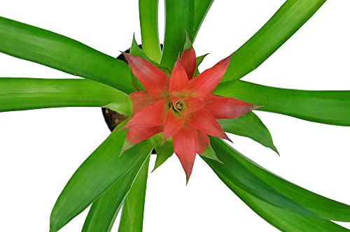 Costa Farms Flowering Bromeliad Live Indoor Plant Fresh from Our Farm, in Decor Planter 12-Inches Tall, Grower's Choice - NbuFlowers