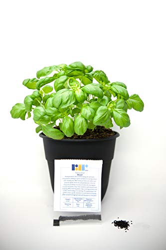 RDR Seeds Genovese Basil Seeds for Planting - Heirloom Non-GMO Sweet Basil Herb Seeds for Planting Indoor or Outdoor Herb Garden - NbuFlowers