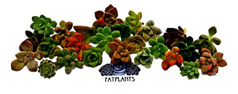 Fat Plants San Diego Miniature Rosette Succulent Cuttings (25) - NbuFlowers