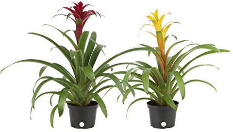 Costa Farms Blooming Bromeliad, Live Indoor Plant, Grower's Choice, Assorted Colors - Red, Pink, Orange, Yellow, Ships in 6-Inch Grower Pot, 2-Pack, Fresh From Our Farm - NbuFlowers