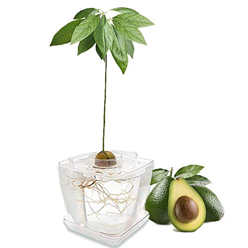 AvoSeedo Avocado Tree Growing Kit with Pot, Clear, Practical Gifts for Women, Mom, Sister, Best Friend & Kids, Plant Indoors with Novelty Pit Grower Boat & Kitchen Garden Seed Starter - NbuFlowers