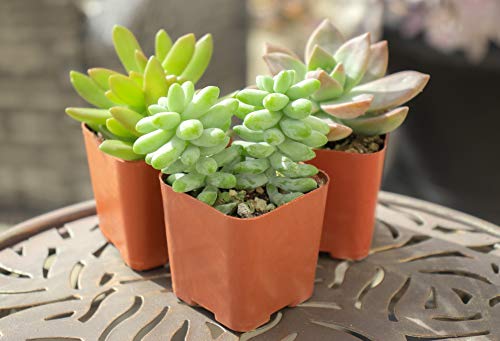 Succulent Plants (20 Pack) Fully Rooted in Planter Pots with Soil, Real Potted Succulents Plants Live Houseplants, Unique Indoor Cacti Mix, Cactus Decor by Plants for Pets - NbuFlowers