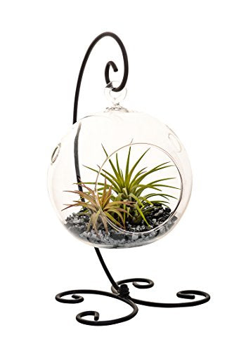 Air Plant Terrarium Kit with 2 Tillandsia Air Plants, Black and Silver Rocks and Black Metal Stand / 5" Round Glass - NbuFlowers