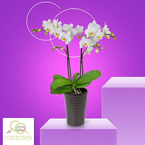 Color Orchids Live Blooming Double Stem Phalaenopsis Orchid Plant in Ceramic Pot, 15"-20" Tall, White Blooms - NbuFlowers