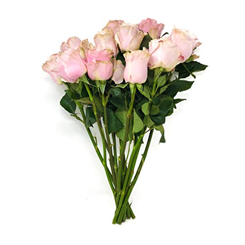 Floral, 40 Cms Roses Sourced For Good, 12 Stems - NbuFlowers