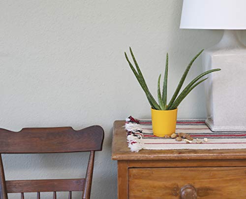 Costa Farms Aloe Vera Live Indoor House Plant, Gift, 10-Inch Tall, Green - NbuFlowers