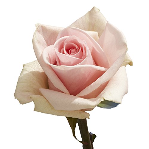 Pink Roses- 50 Fresh Flowers- Beautiful Gift- Next Day Delivery Saturday July 3 - NbuFlowers